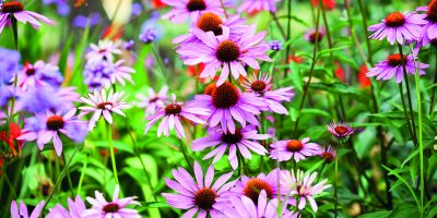 Echinacea nepatří jen do lékárničky