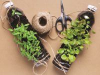 Tipy pro úsporné a zdravé pěstování