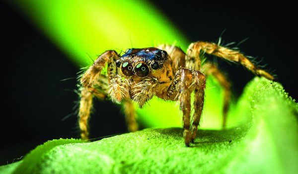 Ochraňuje půdu a udržuje rovnováhu: Hmyz, který byste si měli na zahradě hýčkat